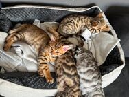 Bengal mix Kitten - Frankenthal (Pfalz) Zentrum