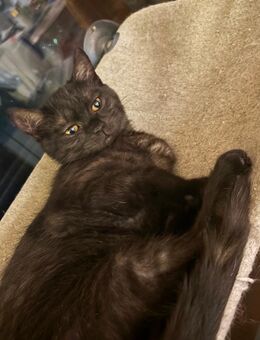 BKH Kitten aufwachsend mit Hund - Bottrop