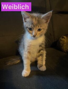 Liebevolles BabyKatzen/ Kitten - Balingen