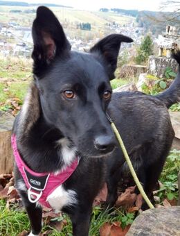 JOY wartet auf Euch in 96361 Steinbach - Erfurt