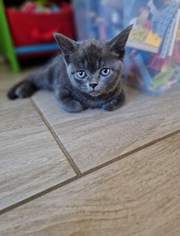 Kleines süßes BKH Mix Mädchen am 20.09.25 geboren darf ausziehen - Laage