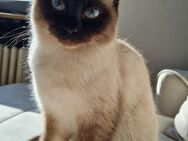 Siam kitten - Nordheim