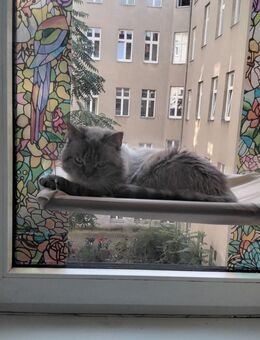 Suche Dringend FreundIn für mein einsame Kater - Berlin