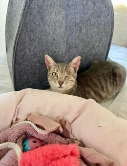 FiV + Kater Grey aus dem Tierschutz - Grevenbroich