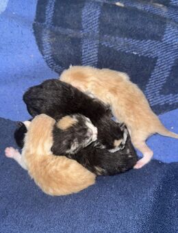 5 süße Kitten zu vermitteln - Helsa