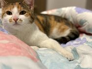 Katze „Luna“ sucht ein liebevolles Zuhause – geboren am 03.06.2024 - Elfershausen