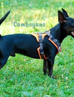 Camboyano lustiger Pinscher-Mix 12/22 DE - Ruppertsecken