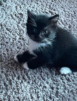 Noch 2 zauberhafte Maine Coon Mischlingskater suchen ein neues Zuhause - Rudersberg