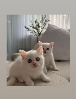 2 liebevolle Kitten suchen gemeinsam ein Zuhause 🐾 - Erkrath (Fundort des Neanderthalers)