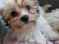 Biewer Yorkshire Terrier Welpe Mädchen 3 Monate in 40231