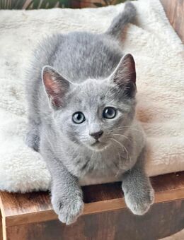 Russisch Blau baby mit Staummbaum - Diepholz Zentrum