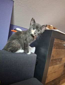 Katzen Siam-Perser-Thai Mix - Brahlstorf