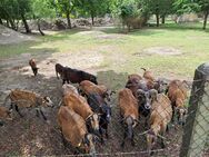 Schafherde aus derzeit 15 Tieren sucht neues zuhause. Einzelne Tiere sowie Gruppen oder komplette Herde abzugeben. - Drahnsdorf