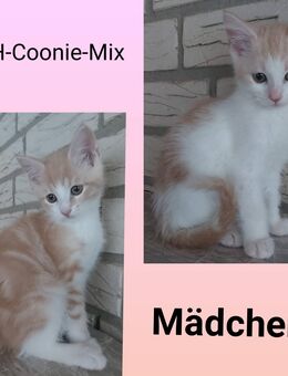 BKH-MaineCoon-Mix Kitten - Sankt Michaelisdonn