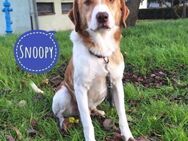 Snoopy ein Herzenshund - Mannheim