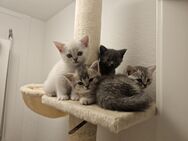 Britisch Kurzhaar Kitten - Singen (Hohentwiel)