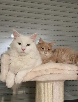 Maine Coon Paar (Katze & Kater) + Zubehör - Hückelhoven