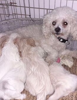 Bichonpoo Welpen - Süpplingenburg