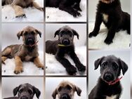 Irish Wolfhound/ Irischer Wolfshund Welpen - Kyffhäuserland