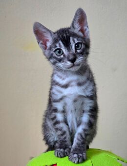 Silver Bengal Kitten mit Stammbaum - Ingolstadt
