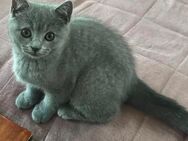 Reinrassige BKH Kitte zu verkaufen - Bramsche