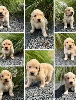 Wundervolle Golden Retriever Welpen - Asendorf (Landkreis Diepholz)