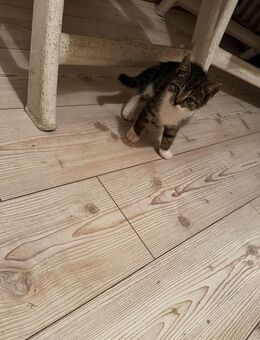 Katzenbabys abzugeben 🐯 - Hennstedt (Landkreis Dithmarschen)