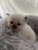 Britisch Kurzhaar x Bima kitten in 52382
