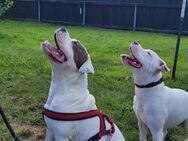 Pittbull Terrier Rüde und Weibchen - Stadthagen Zentrum