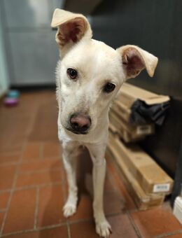 Witzige Samba sucht aktive Familie - Leonberg (Baden-Württemberg)