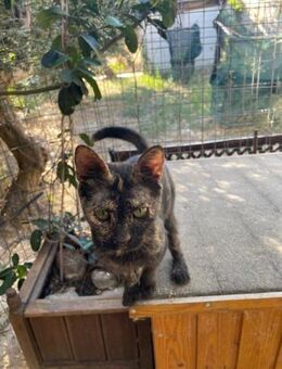 Aimi aus dem Tierschutz - Grevenbroich
