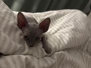 Sphynx Kitten männlich - Köln