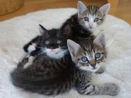 6 Heilige Birma / EKH Kitten Katzen Abholbereit - Ramsen CH