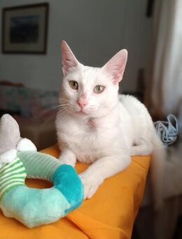 Louise aus dem Tierschutz - Grevenbroich