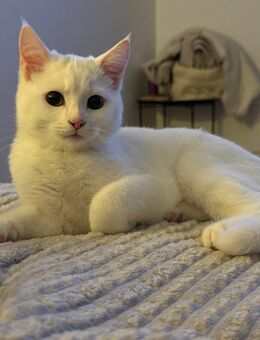 🐾 Wunderschöne Silver Tabby BKH Kitten suchen liebevolles Zuhause 🐾 - Steinheim