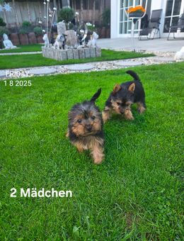 Yorkshire Terrier welpen/ Chip - Simbach