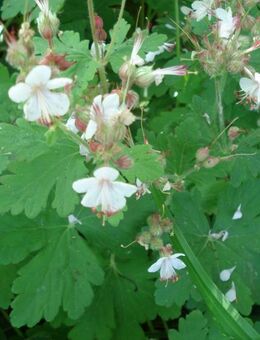 Balkan Storchschnabel (Geranium macrorhizum) - Soest