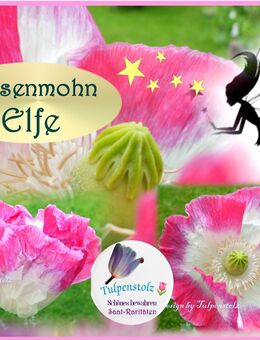 ♥ ´Elfe´ Riesen Mohn rosa weiß 100 Samen,Bienenweide Garten,Tulpenstolz,Rarität,Riesenmohn,Papaver,,Bauerngarten,Alte Sorte,Natur - Hamburg