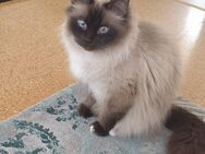 Heilige birma kater kastrat - Burgstetten