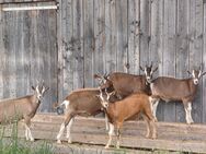 4 BIO Thüringer Wald Ziegenböcke suchen ein neues Zuhause - Hammelburg