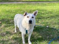 Lotos❤️sucht sein Für-Immer-Zuhause - Rott (Inn)
