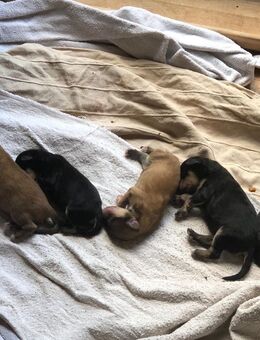Schottischer Collie/pudel mix Welpen - Schöndorf (Rheinland-Pfalz)