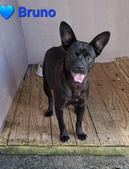 Bruno - ein kleiner Ball-Junky - Höchst (Odenwald)