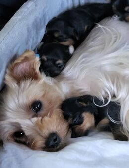 Yorkshire Terrier Biewer - Bremen