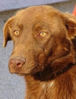 Treue Seele LADO - Gefrees