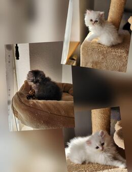3 Perserkitten suchen ein wunderschönes Zuhause - Ottenhöfen (Schwarzwald)