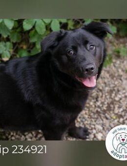 Gitta: Hundekind sucht ein Zuhause - Kirchzell