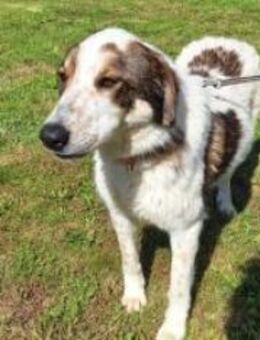 Tolle Lota - Ellerbek