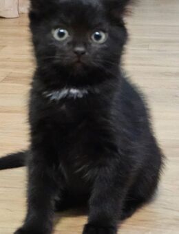 BKH Mix Kitten - Kolkwitz