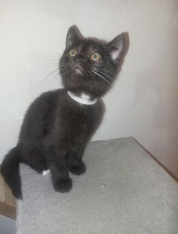 Babykatze Britische Mix - Mühlhausen-Ehingen